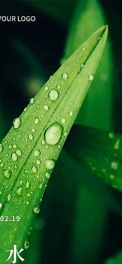 长页H5雨水节气祝福简约清新绿叶水珠节气习俗