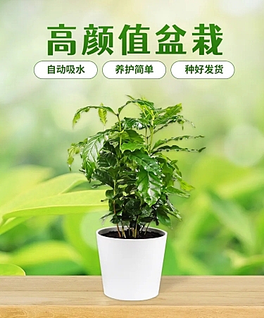 简约春上新植物盆栽详情页