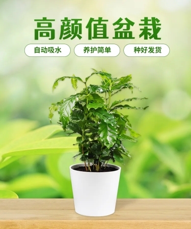 简约春上新植物盆栽详情页预览效果