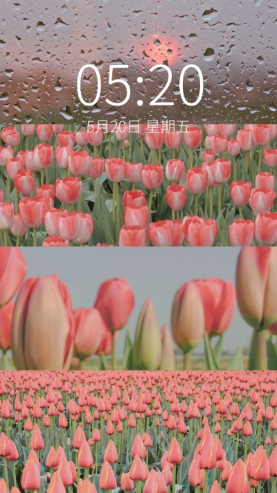 春季花系列唯美手机壁纸