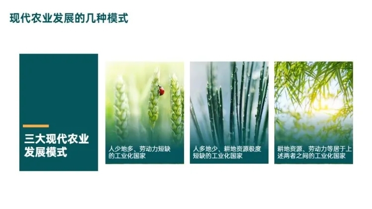 并列关系3项PPT图文页预览效果