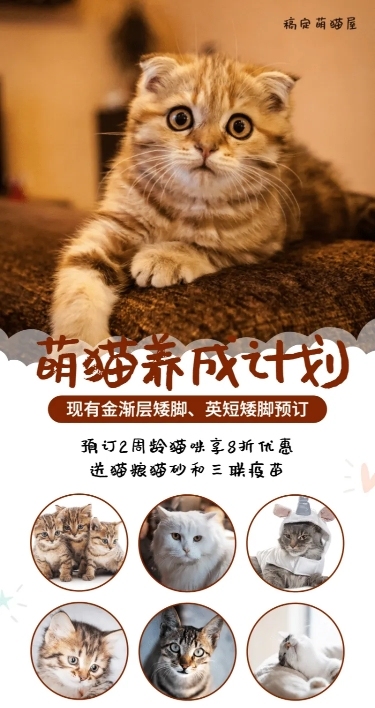 猫舍宠物简约产品推广长图海报