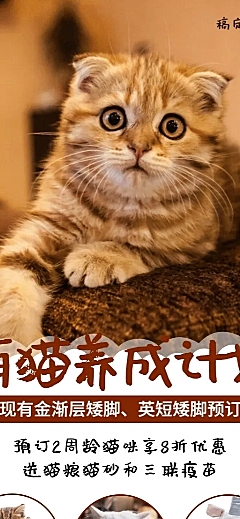 猫舍宠物简约产品推广长图海报