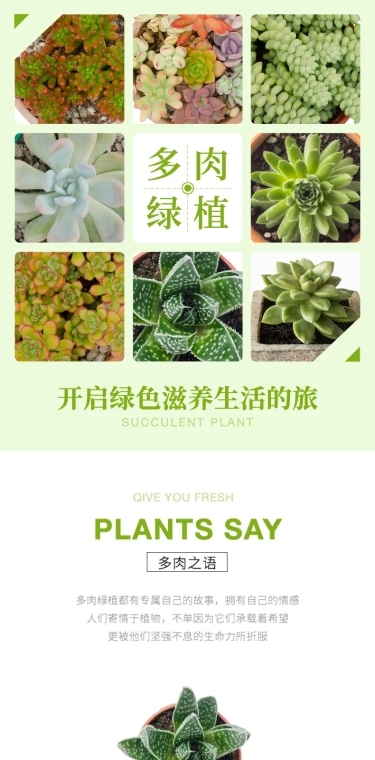 绿植花卉植物多肉盆栽详情页