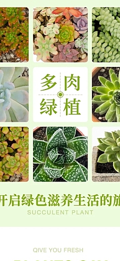 绿植花卉植物多肉盆栽详情页