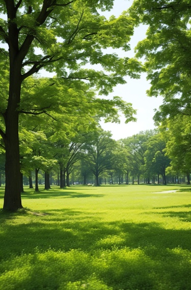 绿色树林风景场景图片