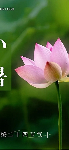 小暑节气科普实景排版文章长图