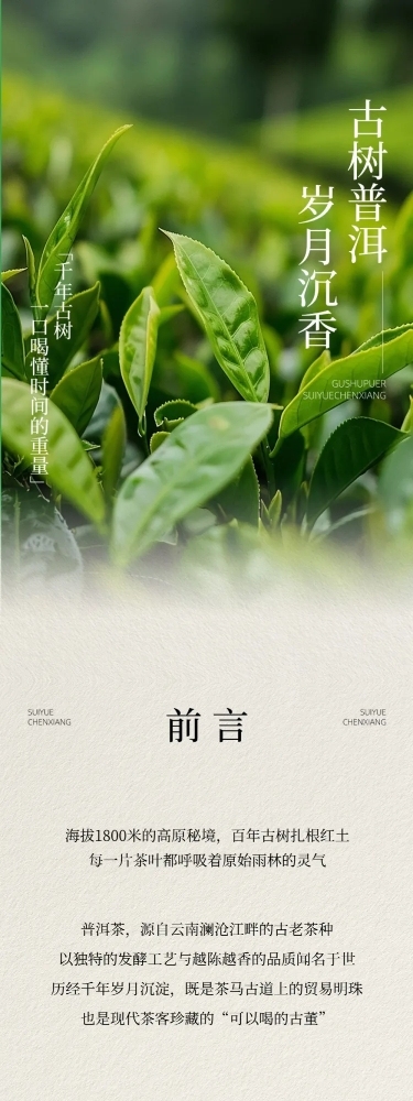 茶叶宣传推广实景排版多画布文章长图aigc