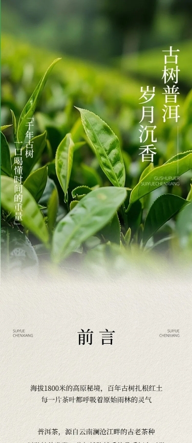 茶叶宣传推广实景排版多画布公众号文章长图aigc