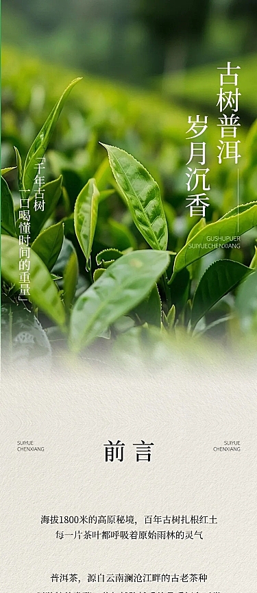 茶叶宣传推广实景排版多画布公众号文章长图aigc