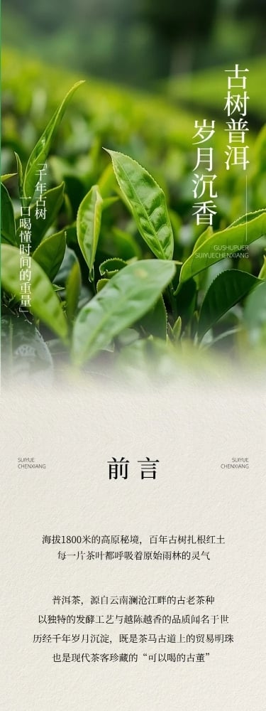 茶叶宣传推广实景排版多画布公众号文章长图aigc