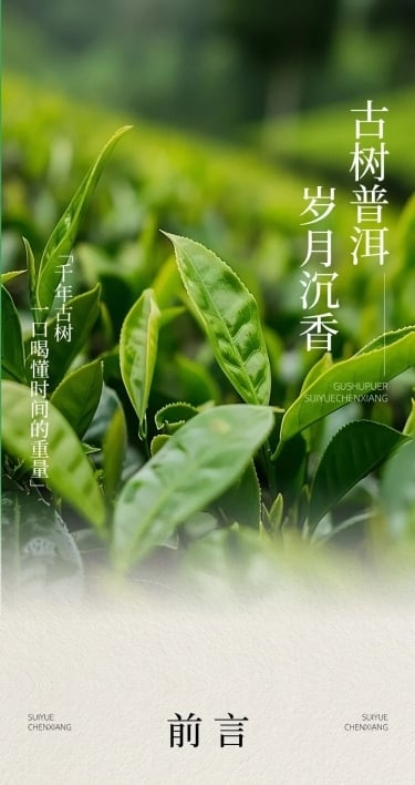 茶叶宣传推广实景排版多画布公众号文章长图aigc