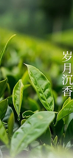 茶叶宣传推广实景排版多画布公众号文章长图aigc