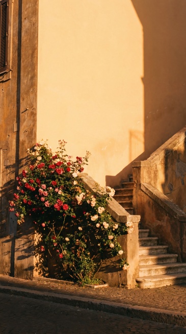 A minimalist street scene of rose vines cascading onto sun-drenched cobblestone steps, golden hour,预览效果