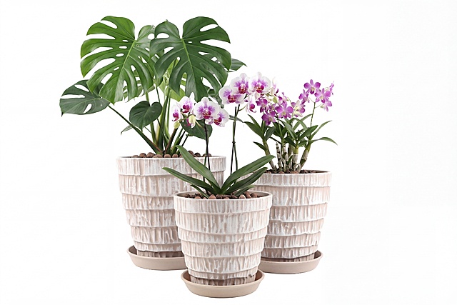 在三个花盆里分别种上植物，一个花盆种龟背竹，一个花盆种兰花，保留花盆和托盘的原有样式，保持纯白色背景