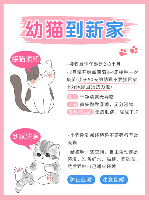 猫咪饲养知识分享小红书封面预览效果