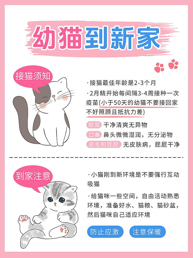 猫咪饲养知识分享小红书封面