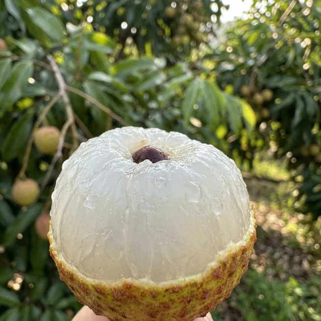 A half-shelled fresh lychee, plump and crystal-clear flesh, juicy and glistening with water droplets预览效果