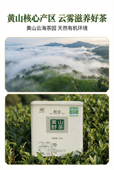自然大气新中式风杂志级风景+产品融合排版，比例2:3竖版，主标题"黄山核心产区 云雾滋养好茶"，副标题"黄山云海茶园 天然有机环境"。画面上半部分为黄山云海茶园航拍全景，下半部分将松谷黄山野茶产品罐自预览效果