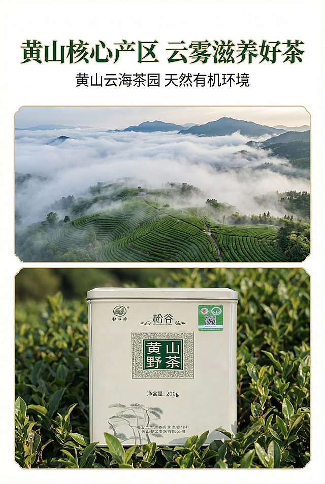 自然大气新中式风杂志级风景+产品融合排版，比例2:3竖版，主标题"黄山核心产区 云雾滋养好茶"，副标题"黄山云海茶园 天然有机环境"。画面上半部分为黄山云海茶园航拍全景，下半部分将松谷黄山野茶产品罐自然置于茶园实景中，主标题叠加在画面上方，副标题在下方，左右留白强化杂志感，视觉焦点在产品与产地的呼应。严格还原产品包装设计、颜色、LOGO位置、文字内容、图案元素，产品比例1:1真实协调，8K超高清，光影柔和，主色调深绿+米白，金色点缀标题；产品与场景比例协调，真实自然，字体采用思源黑体，层级清晰。避免场景模糊、产品变形、比例失调、字体混乱、配色突兀、低清、水印、多余元素、光影刺眼