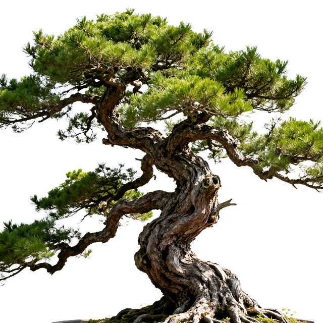 一棵古老苍劲的迎客松，树干蜿蜒曲折，完整全景展示，纯白色背景无多余杂物，枝干伸展苍劲有力，枝叶翠绿，写实风格