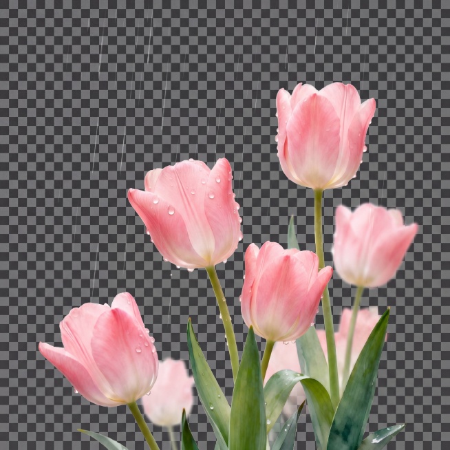 只保留画面中的郁金香和微雨，去除所有背景和文字，纯净的郁金香主体，微雨自然飘落预览效果