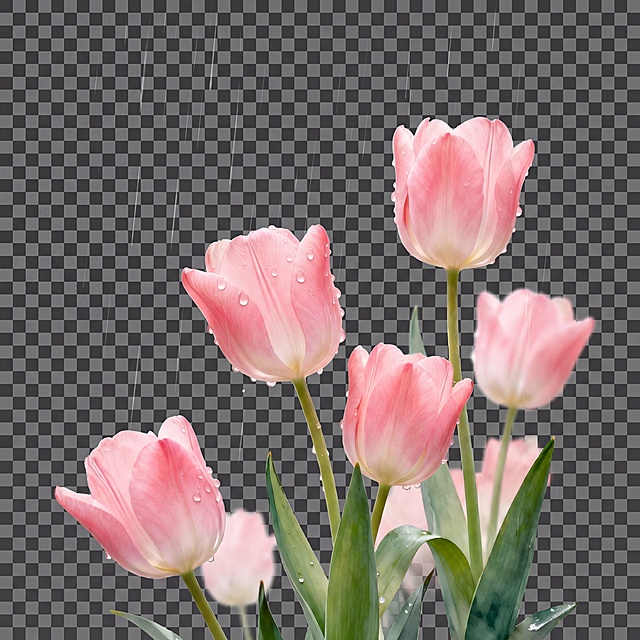 只保留画面中的郁金香和微雨，去除所有背景和文字，纯净的郁金香主体，微雨自然飘落