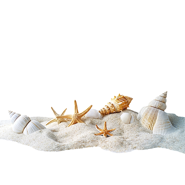 完美白底图, 绝对 #FFFFFF 纯粹白底填充
沙滩上摆放着多种贝壳和海星，保留原图中所有元素的数量和位置，去除所有水印文字，输出PNG格式，超清画质，细节清晰