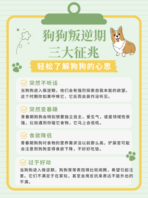 狗狗叛逆期趣味知识小红书封面预览效果
