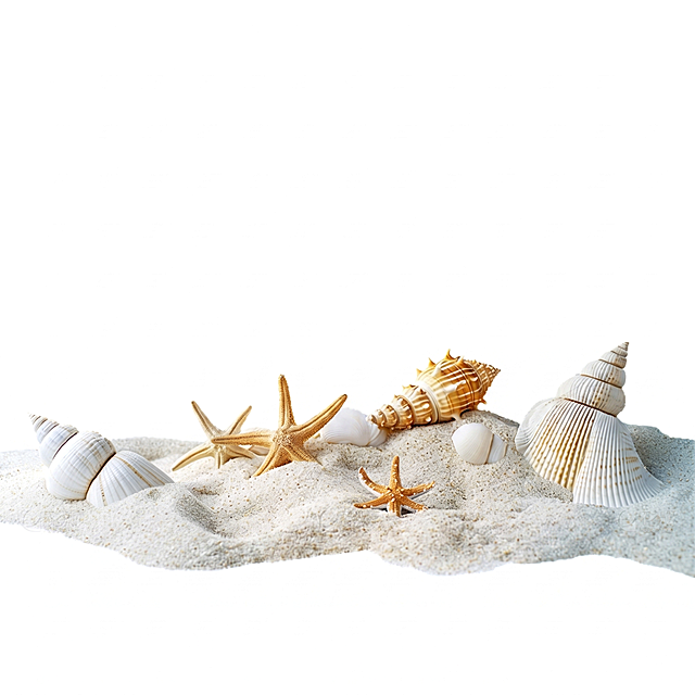 完美白底图, 绝对 #FFFFFF 纯粹白底填充
沙滩上摆放着多种贝壳和海星，保留原图中所有元素的数量和位置，去除所有水印文字，输出PNG格式，超清画质，细节清晰