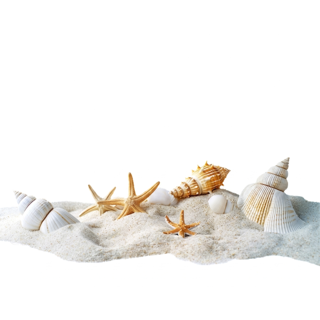 完美白底图, 绝对 #FFFFFF 纯粹白底填充
沙滩上摆放着多种贝壳和海星，保留原图中所有元素的数量和位置，去除所有水印文字，输出PNG格式，超清画质，细节清晰预览效果