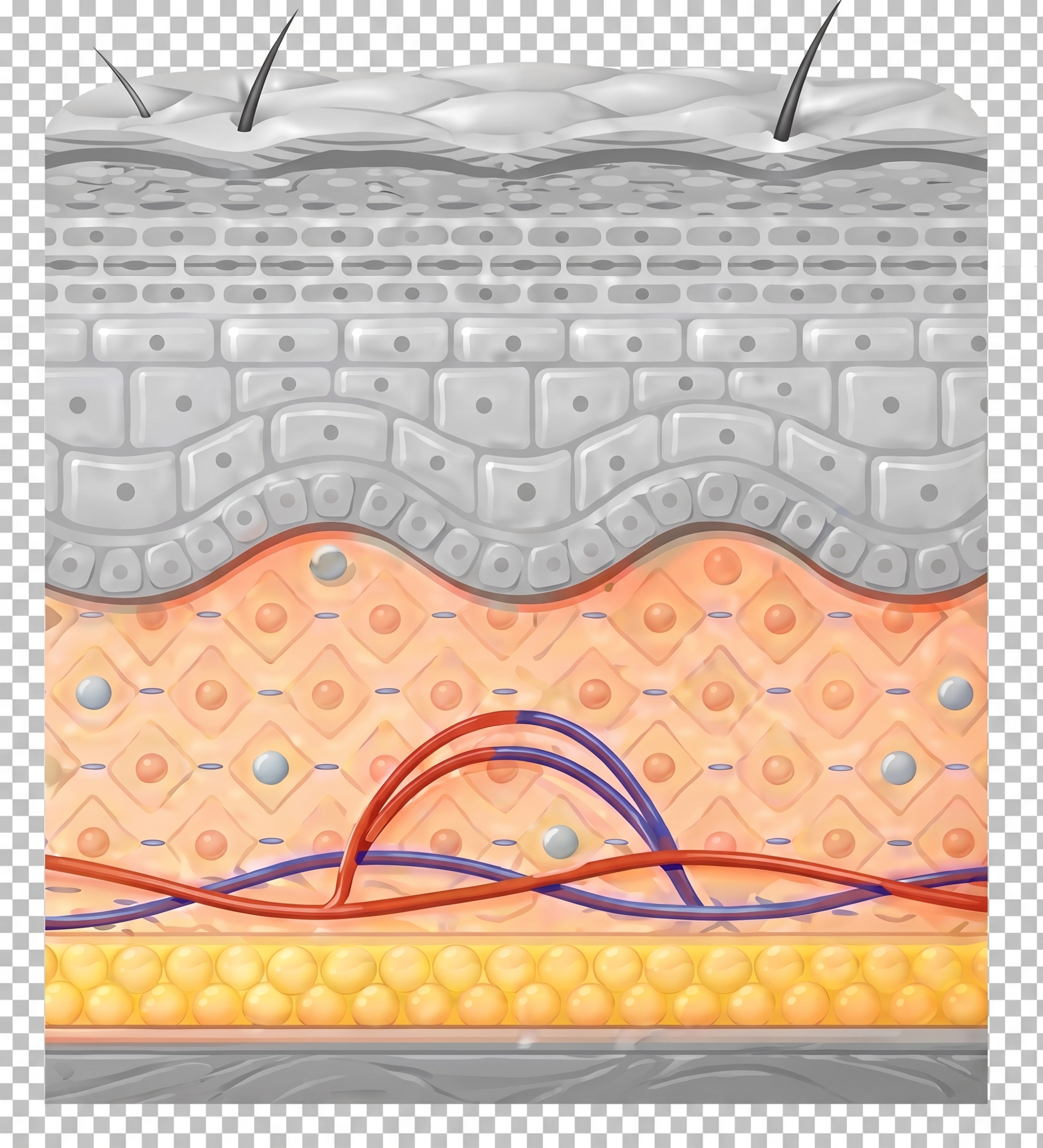 将图片背景改为透明，提升图片清晰度至高清，保留原图所有皮肤层次… - 图片创意预览