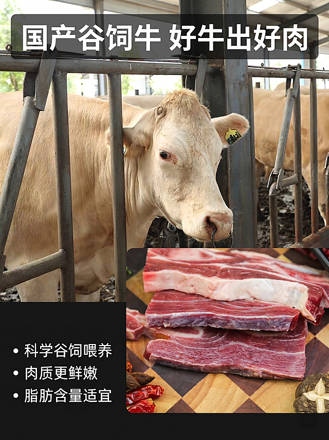 [主图 2] 国产谷饲黄牛牛肋条产地溯源，展示谷饲养殖优势
[氛围风格] 真实可信，高品质生鲜，自然牧场氛围
[画质] 商业摄影质感，4k超清画质，全程清晰无噪点，细节处理到位，产品清晰真实，画面干净高级
[元素] 前景摆放新鲜的黄牛牛肋条展示产品，背景叠加清晰的谷饲牛养殖场围栏实拍图，保持牛肋条产品外观、物理结构、材质质感、颜色与输入产品图绝对一致，杜绝任何变形和色差，精细化处理。商品主体占比约60%，画面满屏无边框
[光影] 户外自然日光，整体光线均匀柔和，突出牛肉新鲜色泽，背景牧场有自然光影层次
[配色] 主色调为生鲜牛肉鲜红色+牧场自然绿色，干净清爽自然配色
[视角构图] 平视构图，前景产品清晰，背景牧场虚化有景深，主体突出层次分明
[文字版式] 顶部大标题 "国产谷饲牛 好牛出好肉" 白色粗体，深色半透底衬保证清晰；左下分点列出核心优势：「科学谷饲喂养」「肉质更鲜嫩」「脂肪含量适宜」，文字清晰排版整齐，不遮挡主体产品
[比例分辨率] 3:4比例，4k分辨率，文字清晰锐利，画面超高清
[负向提示词] 变形，水印，文字错乱，产品图模糊，背景杂乱，噪点，色差，文字遮挡主体