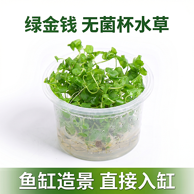 [主图 1] 绿金钱无菌杯水草电商首图，模仿参考图一的构图排版
[氛围风格] 自然生态风格，微距摄影展示
[画质] 8K高清商业摄影质感，光线柔和通透，产品清晰真实，水珠附着细节清晰精致，画面干净高级，保持绿金钱水草产品外观、结构、颜色、质感与输入产品图绝对一致，杜绝变形和色差
[元素] 无菌杯装绿金钱水草居中放置，商品主体占比70%，杯内水草叶片有清晰水珠附着，顶部大字文案，底部通栏标语，参考一的排版结构：顶部大标题+中间产品展示+底部卖点通栏。颜色参考图二，字体颜色从产品中提取，深绿色和白色，背景纯白色，商品摆放平整居中，画面满铺无边框
[光影] 柔和均匀的顶侧柔光，清晰呈现叶片纹理和水珠通透质感，暗部有层次无死黑，高光不溢出
[配色] 纯白色背景，产品清新绿色为主，顶部深绿色文字，底部绿色通栏配白色文字
[视角构图] 平视中心构图，产品完整清晰不裁切，景深适中
[文字版式] 顶部安全边距内居中对齐，大字主文案“绿金钱 无菌杯水草”使用深绿色粗体无衬线字体；底部绿色渐变通栏，居中白色粗体大字“鱼缸造景 直接入缸”，文字大小对比清晰，不遮挡产品主体
[比例分辨率] 1:1比例，2048*2048分辨率，文字清晰可辨，超高清
[负向提示词] 变形，水印，文字错乱，产品图模糊，背景杂乱，文字遮挡主体