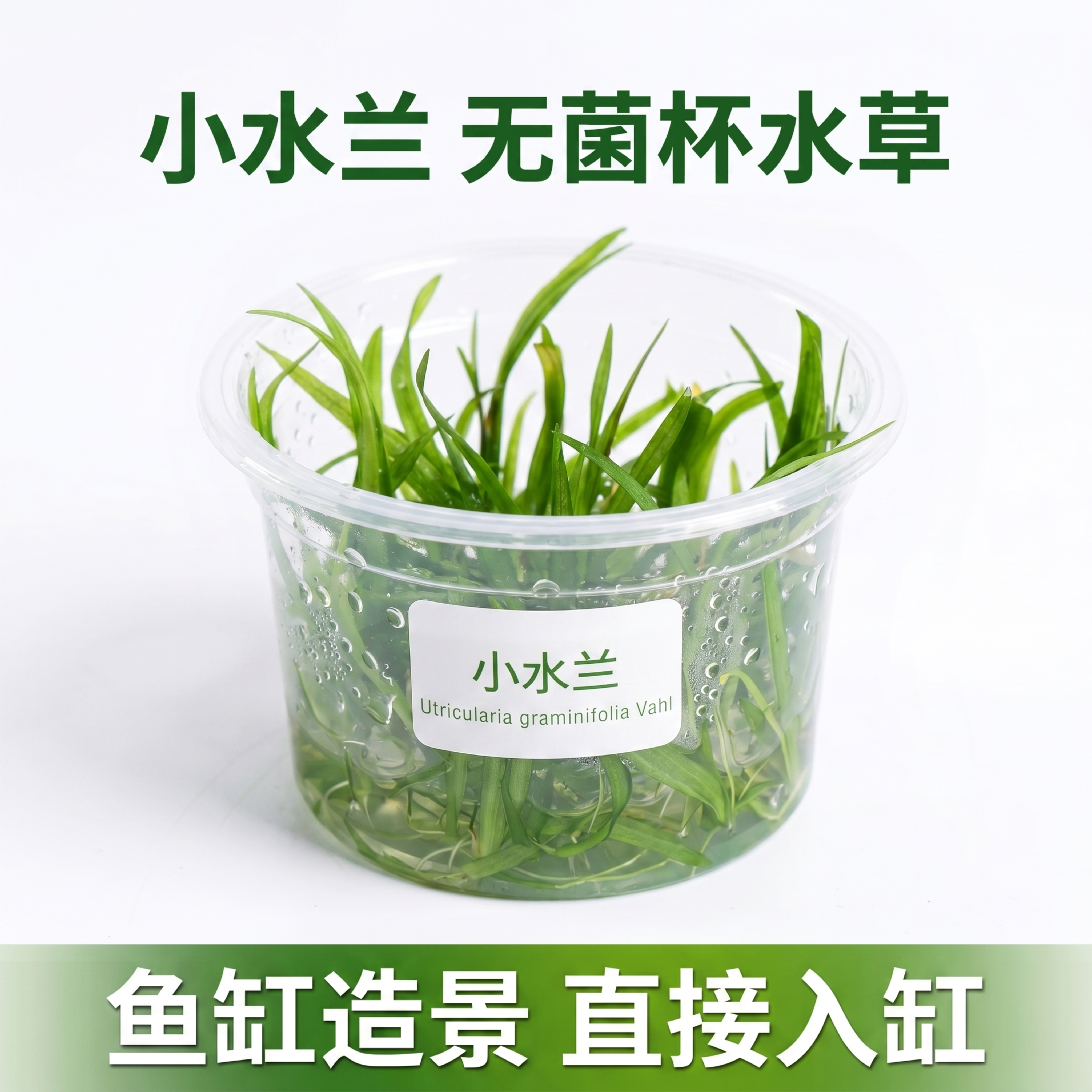 [主图 1] 小水兰无菌杯水草产品首图 [氛围风格] 自然生态… - 图片创意预览