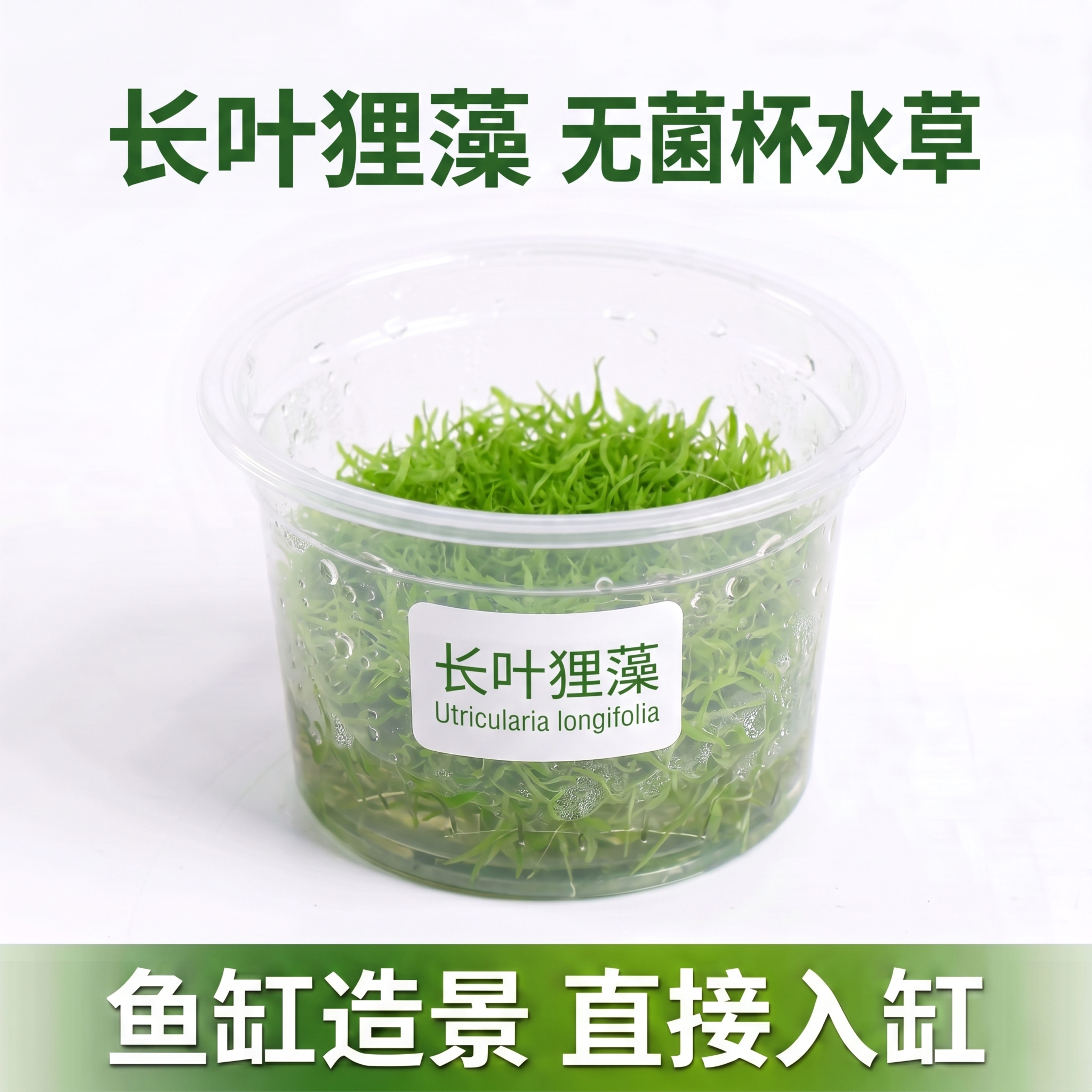 [主图 1] 长叶狸藻无菌杯水草产品首图，模仿图一的构图排版。… - 图片创意预览