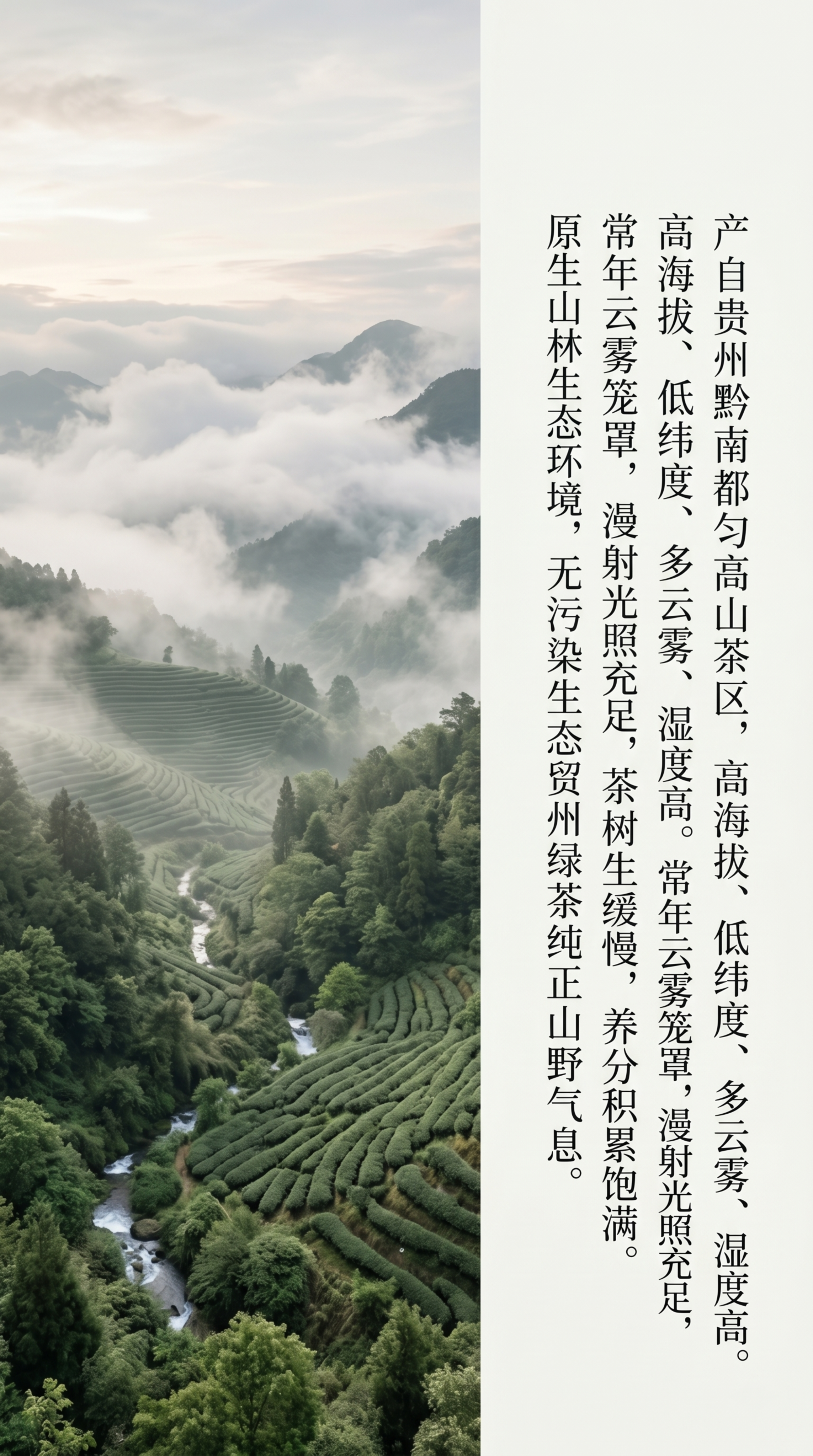 品牌溯源产地介绍页，都匀螺蛳壳山脉，千米高海拔，常年云雾缭绕，… - 图片创意预览