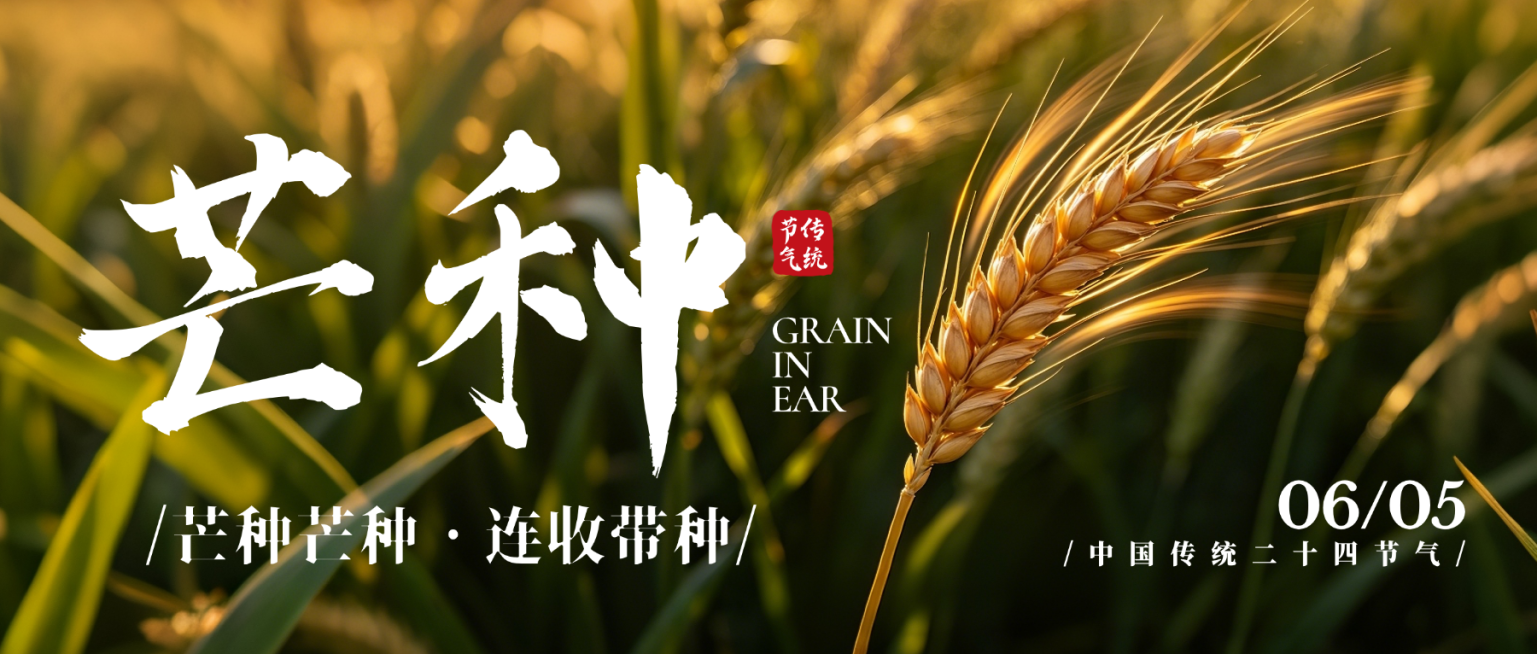 芒种节气祝福问候麦穗唯美感微信公众号首图预览效果
