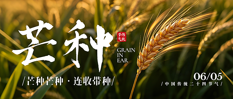 芒种节气祝福问候麦穗唯美感微信公众号首图
