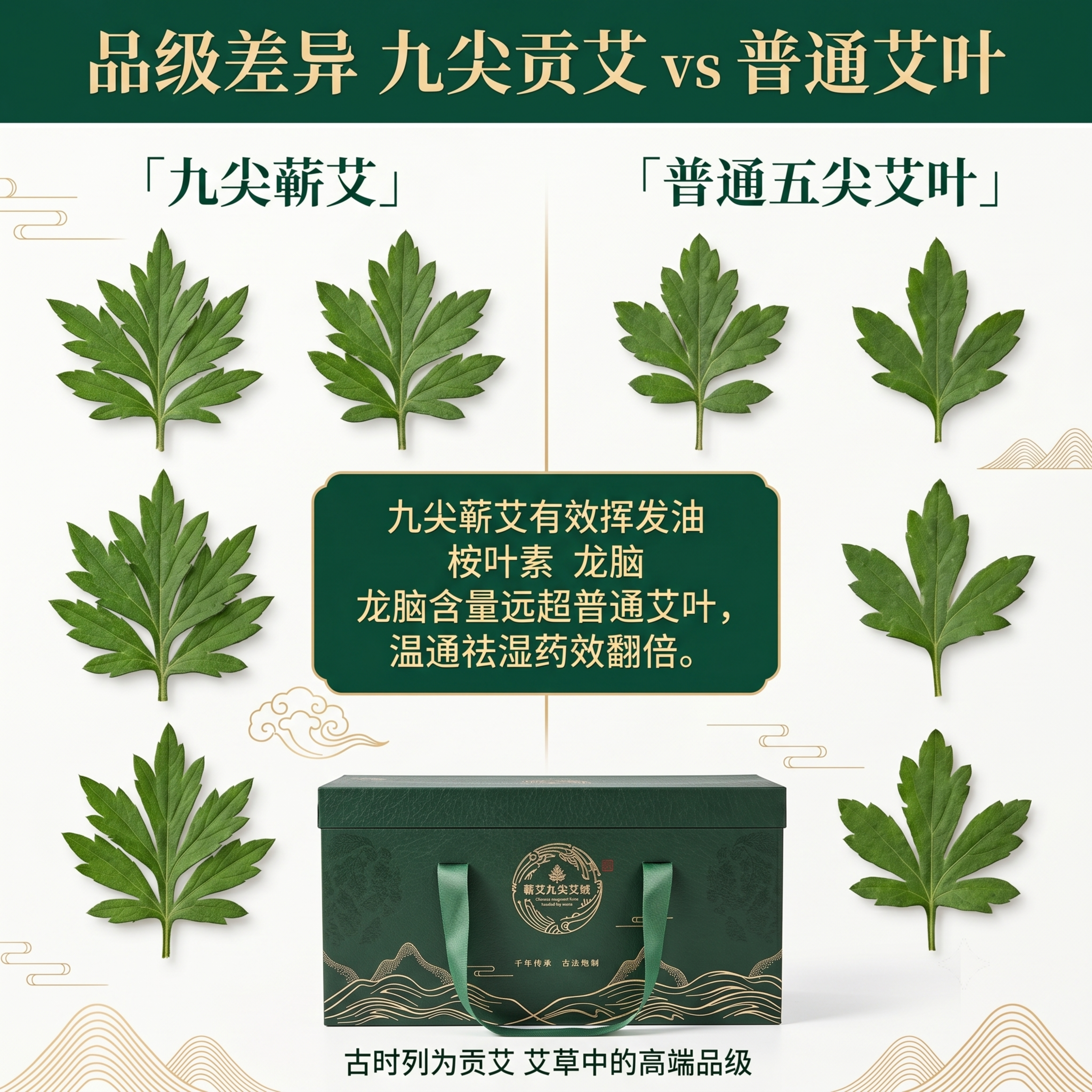 [主图-2] 九尖贡艾核心差异对比，展示九尖叶片vs普通五尖艾… - 图片创意预览