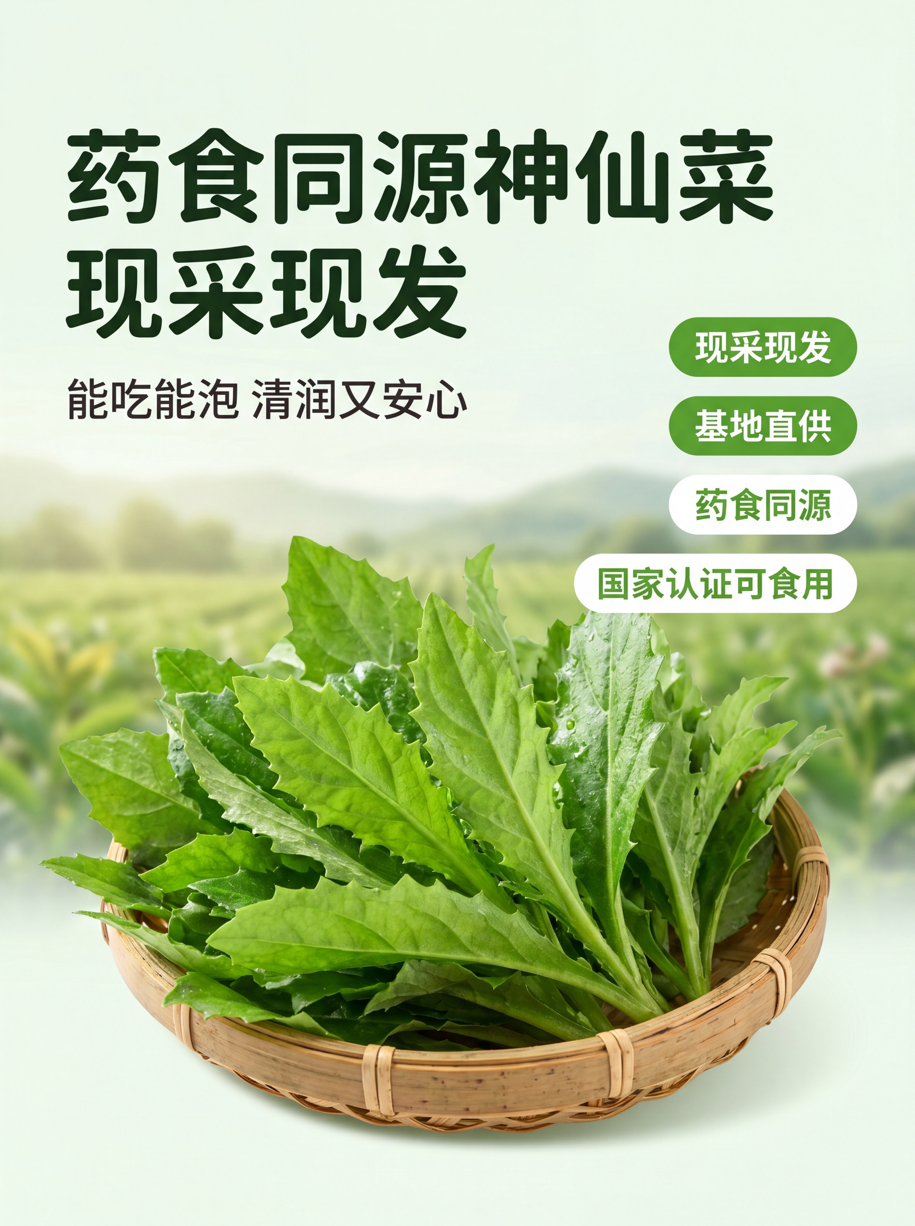 [第1屏] 详情页首屏黄金区-平卧菊三七神仙菜产品宣传头图 [… - 图片创意预览