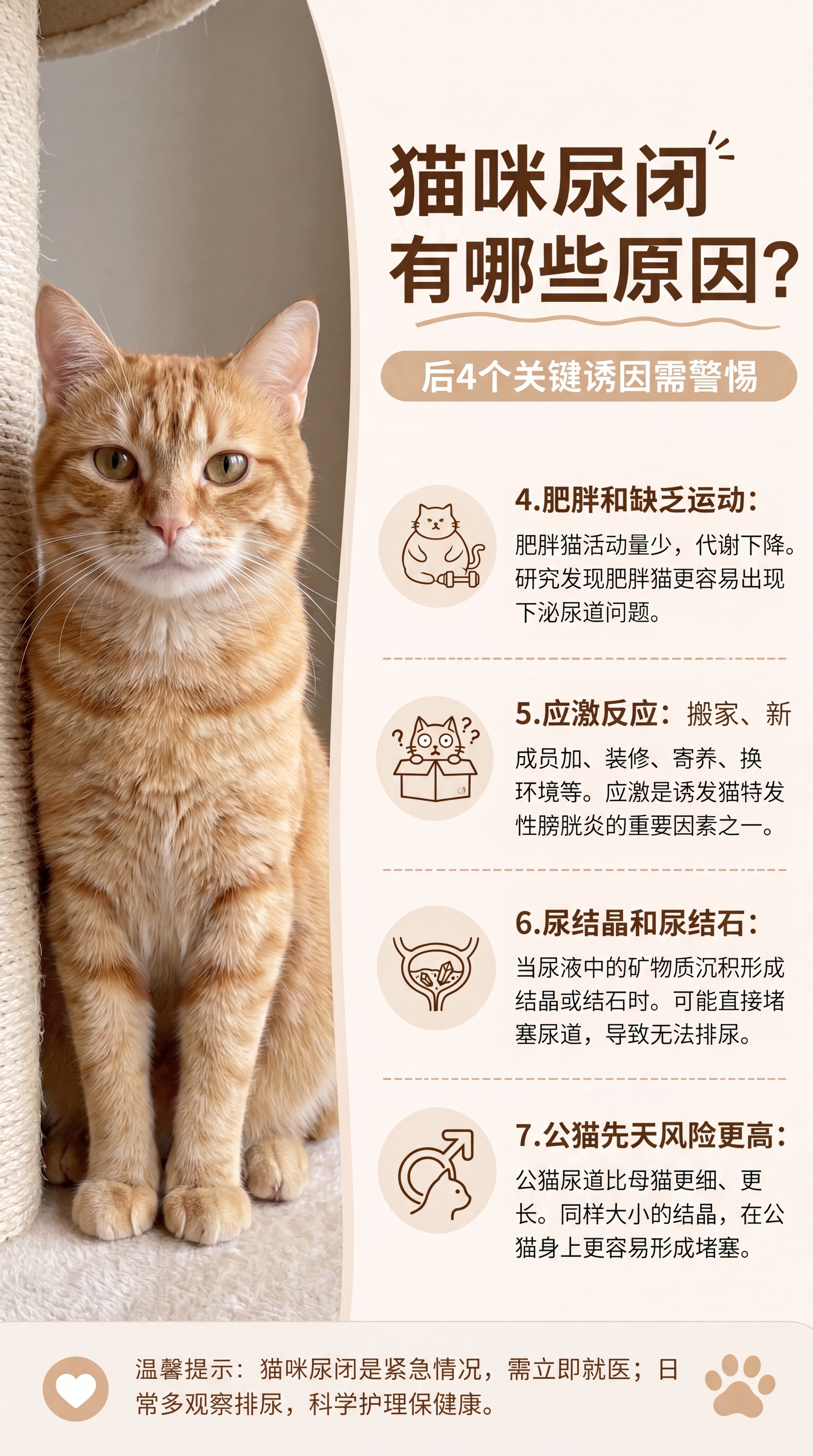 Professional pet health infogra… - 图片创意预览