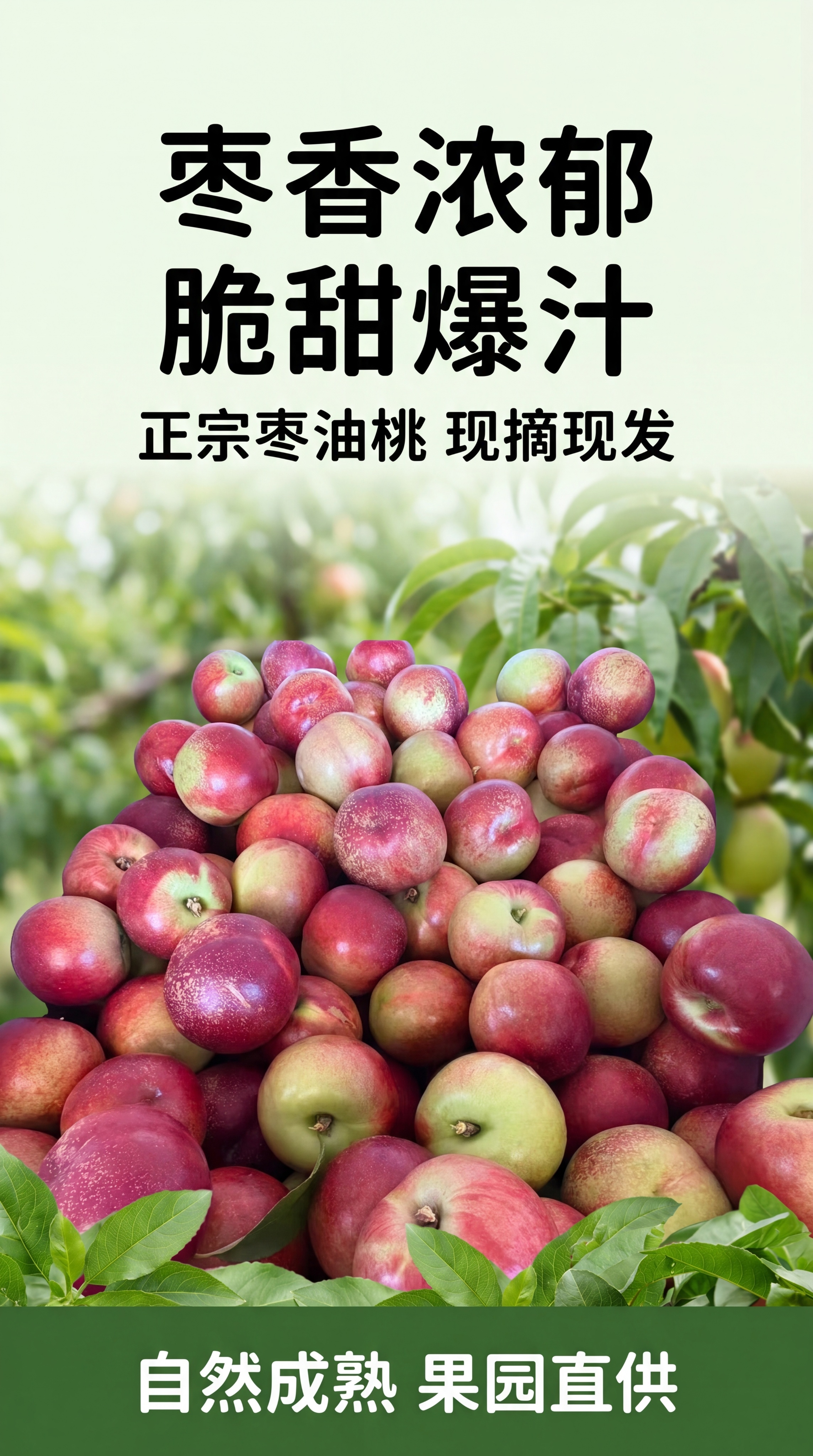 [第1屏] 详情页头图-正宗枣油桃产品宣传海报。新鲜生鲜水果风… - 图片创意预览