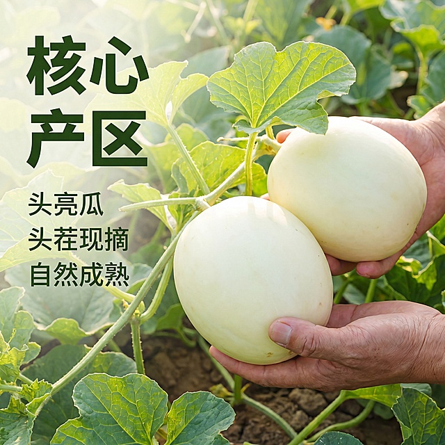 [主图-2] 产地展示核心亮点图，展示藤上新鲜阎良甜瓜，突出产地新鲜溯源。保持阎良白皮甜瓜外观、物理结构、材质质感、颜色与输入产品图一致，杜绝任何变形和色差，精细化处理。商品主体占比约70%，画面满屏无边框，背景是阎良瓜田绿叶实景，自然真实。商业摄影质感，光线柔和通透，产品清晰真实，画面干净高级，突出产地新鲜氛围。自然户外日光，顺光拍摄，叶片通透，甜瓜表皮干净有光泽。主色调为甜瓜奶白搭配叶片翠绿，自然清新。平视略带俯视，主体突出景深适中。画面左侧留出负空间，竖向排版大字文案"核心产区"深绿色粗体，下方依次排列卖点："头茬现摘"、"自然成熟"，字号依次缩小，均为深绿色清晰可读。比例1:1，4k分辨率，文字清晰可辨，超高清。负向提示词：变形，水印，文字错乱，产品图模糊，背景杂乱。