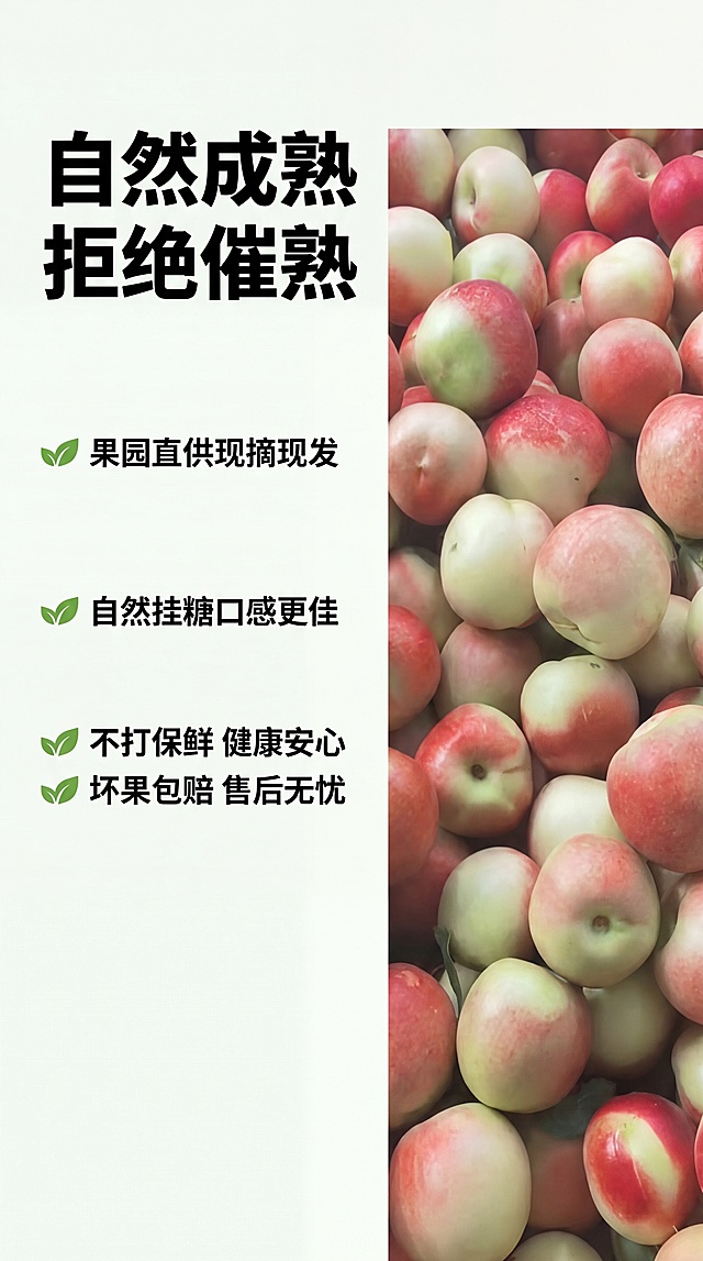 [第6屏] 品质承诺屏-突出枣油桃自然成熟不催熟品质保障。清新自然风格，真实可信，突出原生品质。本屏使用商品图展示整篮新鲜枣油桃，保持果实红绿色泽和整体排列与原图一致，果实占画面约65%，背景干净简洁。顶部大标题写"自然成熟 拒绝催熟"，下面分四点展示卖点："果园直供现摘现发" "自然挂糖口感更佳" "不打保鲜 健康安心" "坏果包赔 售后无忧"，每个卖点配简约绿叶图标。左侧文字右侧果实，左右分栏排版，圆角黑体纯色填充，文字黑色清晰不遮挡主体。柔和自然光，整体明亮干净，全局底色#F5F9F2，保持统一配色风格。9:16竖版，4K，文字清晰。负面提示：果实变形，颜色偏差，文字错乱，水印，背景杂乱。