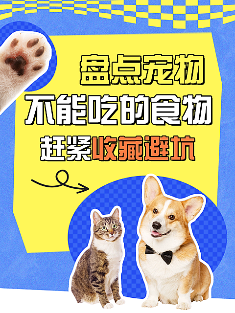 宠物食物避坑指南分享多巴胺几何拼贴小红书封面配图
