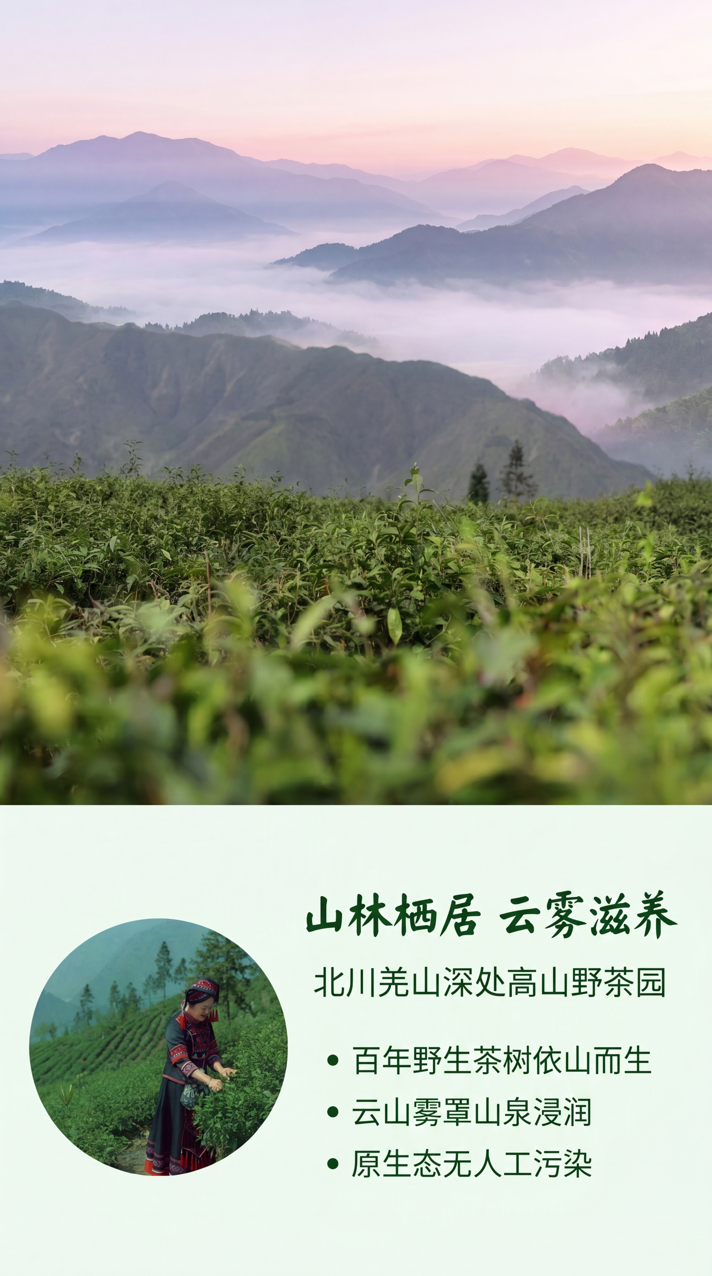 [第2屏] 产地环境篇，展示北川羌山高山野茶园原生环境。本屏使… - 图片创意预览
