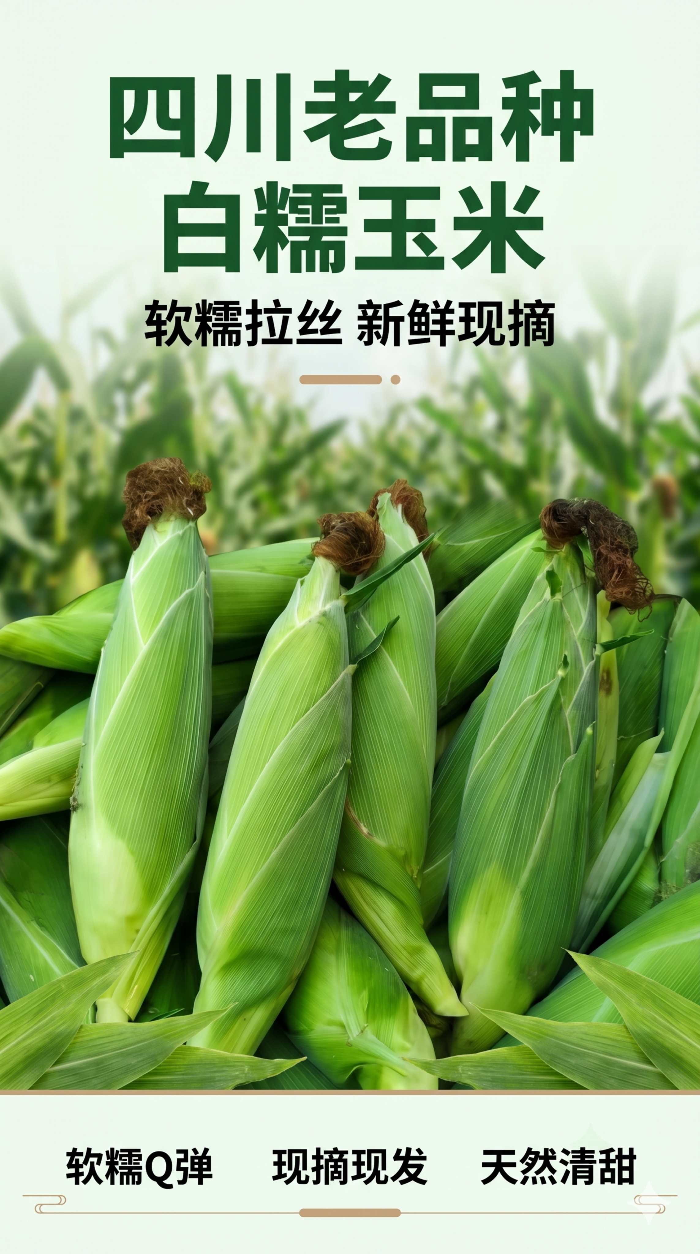 [第1屏] 详情页头图-四川老品种白糯玉米产品宣传海报。本屏使… - 图片创意预览