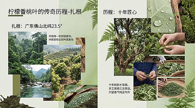 生成澳柠品牌画册"柠檬香桃叶的传奇历程-扎根"章节，内容描述：广东佛山北纬23.5°中国唯一柠檬香桃叶种植基地，十年树龄才采摘，手工采摘三次筛选，只留香气纯正叶片。参考提供图片的浅绿自然拼接设计风格，搭配山林泉水植物元素，体现自然慢生长理念，排版清新