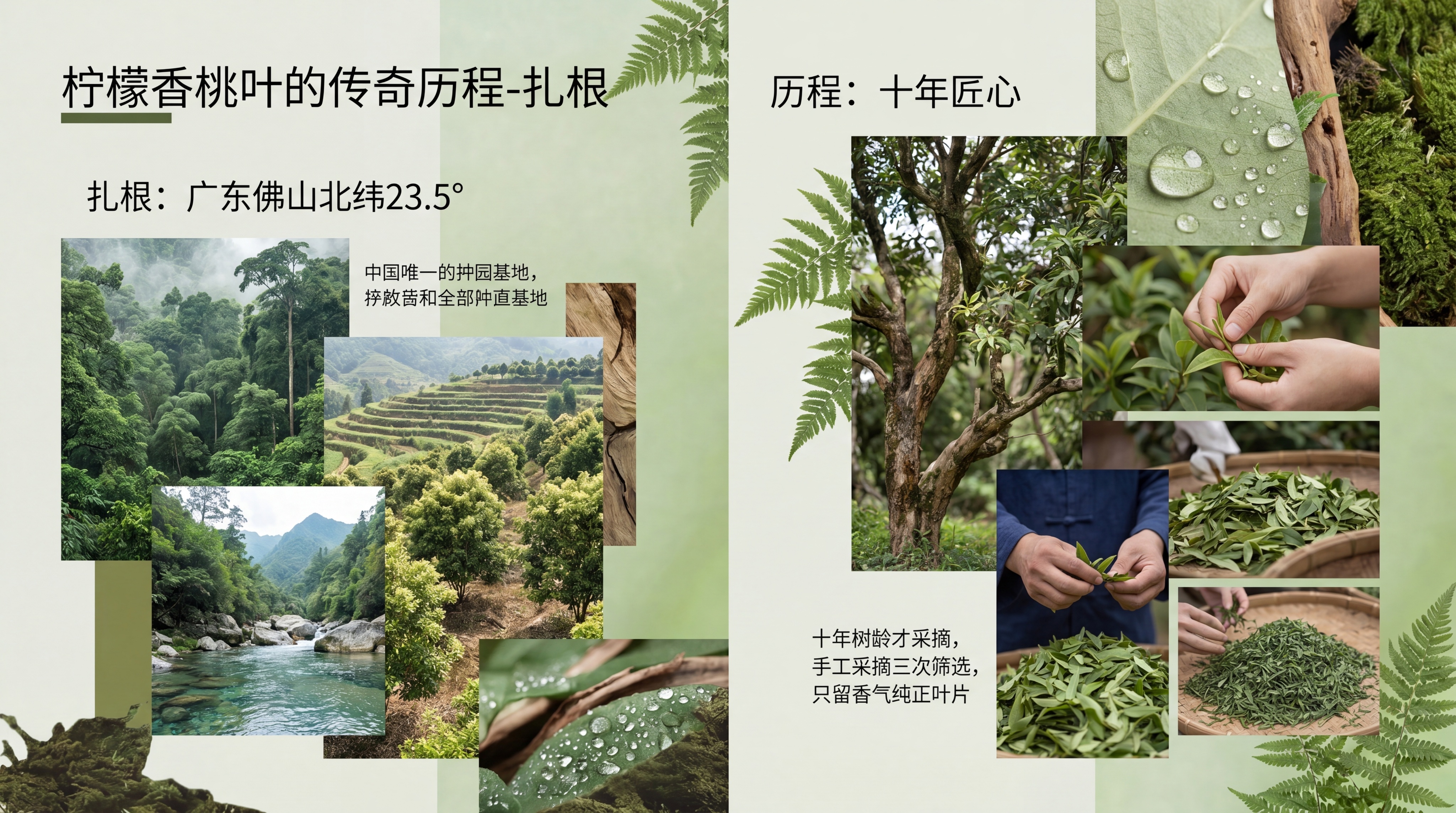 生成澳柠品牌画册"柠檬香桃叶的传奇历程-扎根"章节，内容描述：… - 图片创意预览